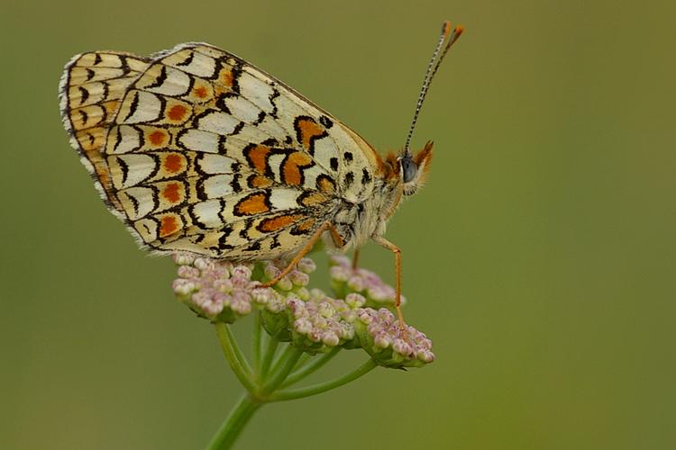 Melitaea phoebe.