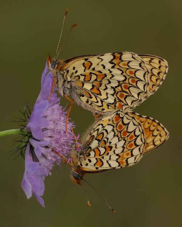 Melitaea phoebe.