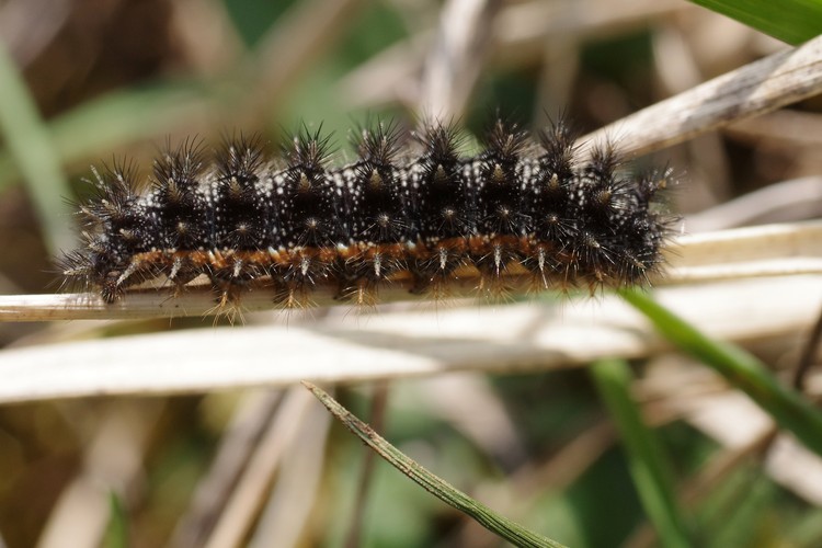 Melitaea phoebe.