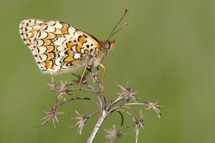 Melitaea phoebe.