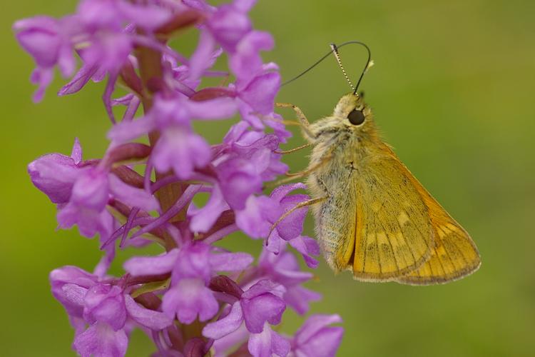 Ochlodes sylvanus.