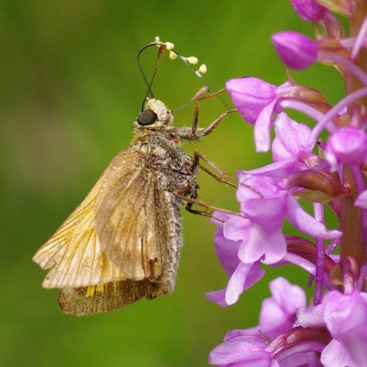 Ochlodes sylvanus.