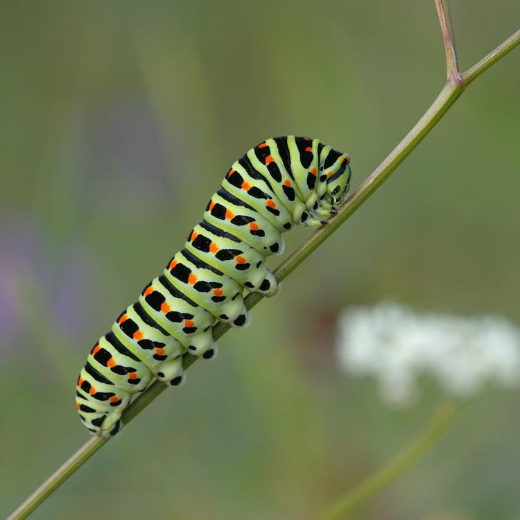 Papilio machaon