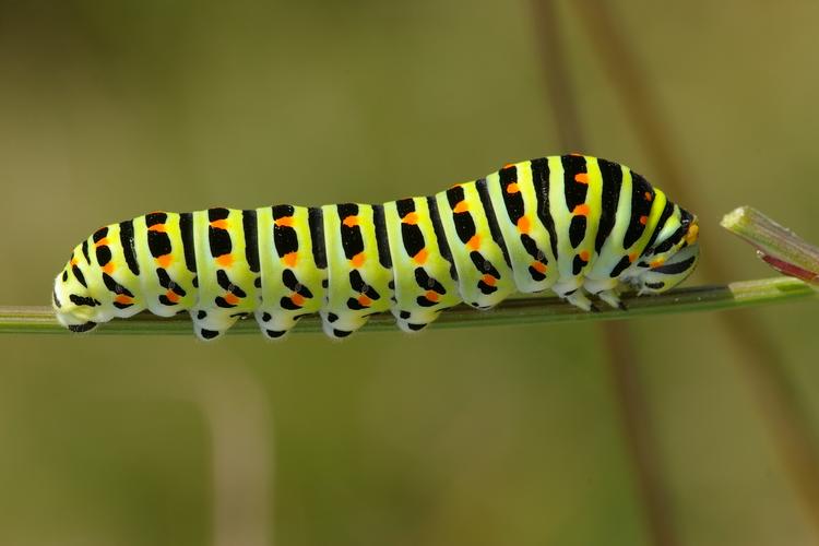 Papilio machaon