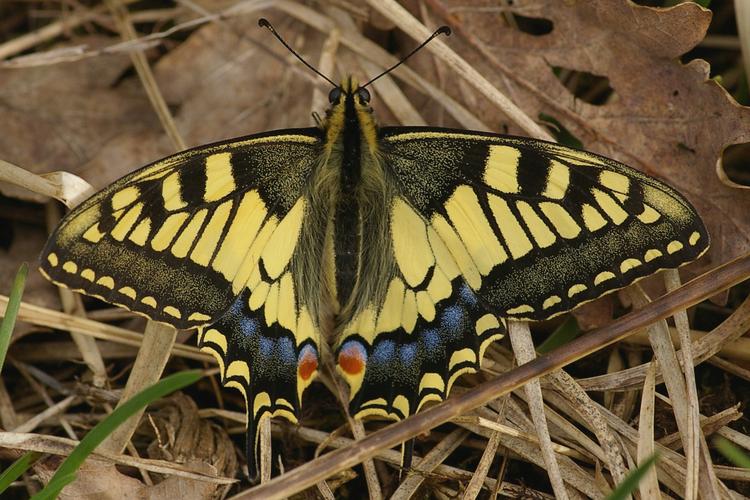 Papilio machaon