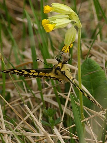 Papilio machaon