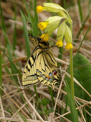 Papilio machaon