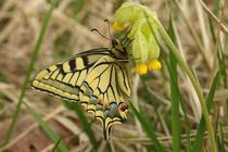 Papilio machaon