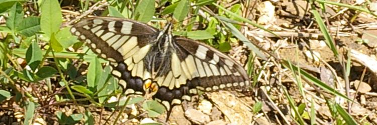 Papilio machaon