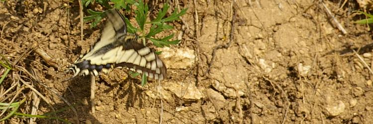 Papilio machaon