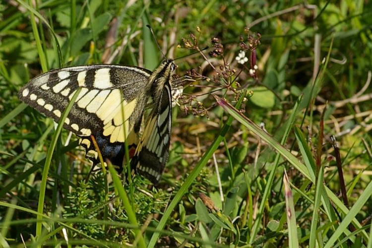 Papilio machaon