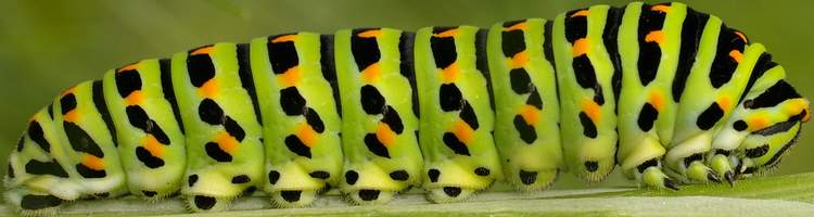 Chenille de Papillio machaon.