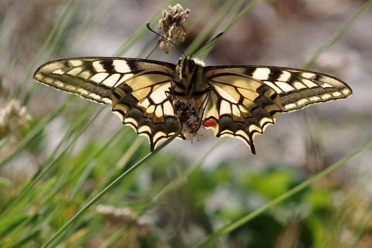 Papilio machaon