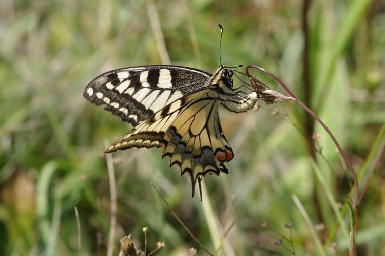 Papilio machaon