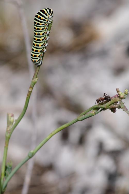 Papilio machaon