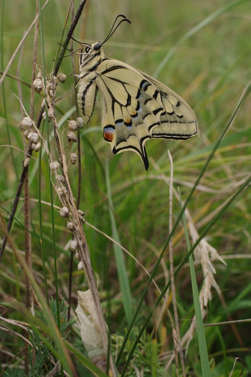 Papilio machaon