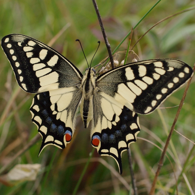 Papilio machaon