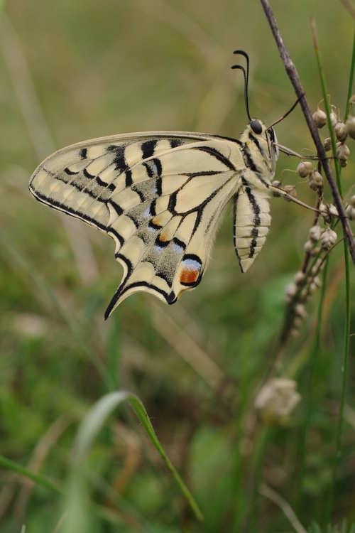 Papilio machaon