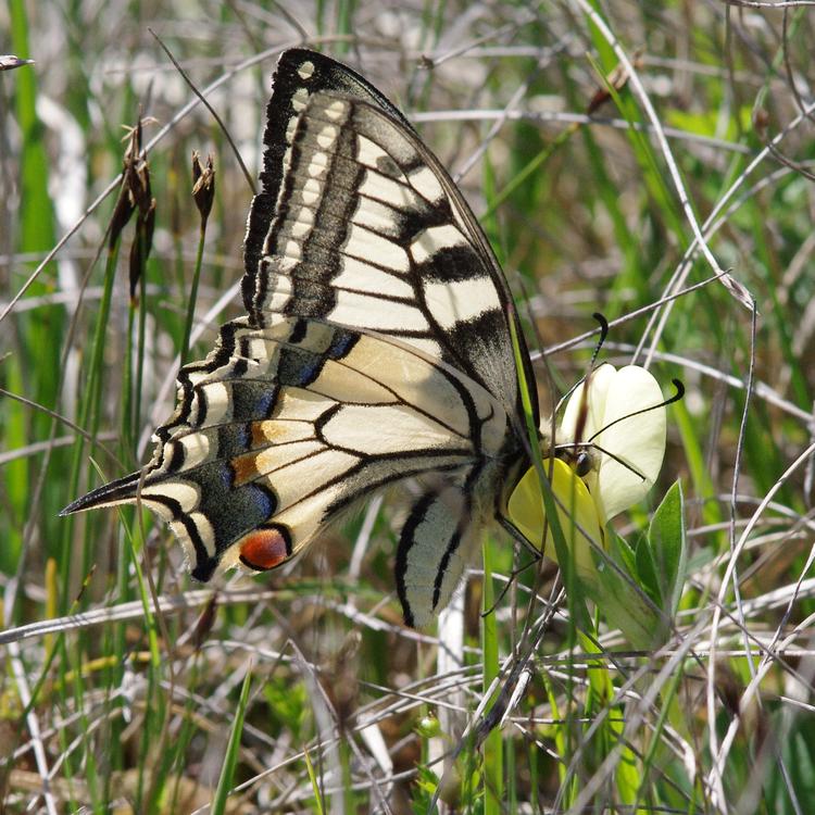 Papilio machaon