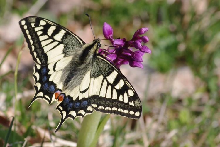 Papilio machaon