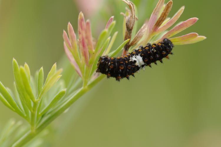 Papilio machaon