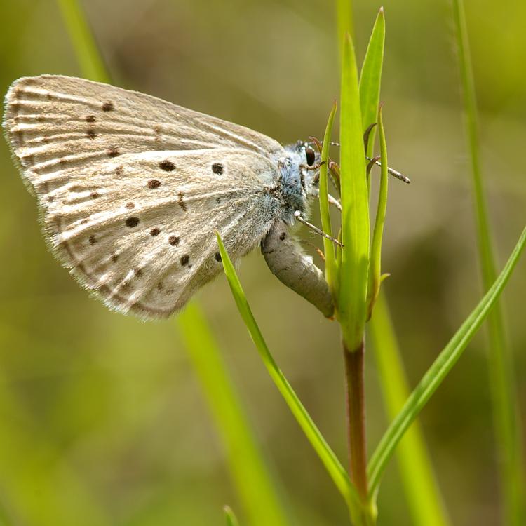 Phengaris alcon.