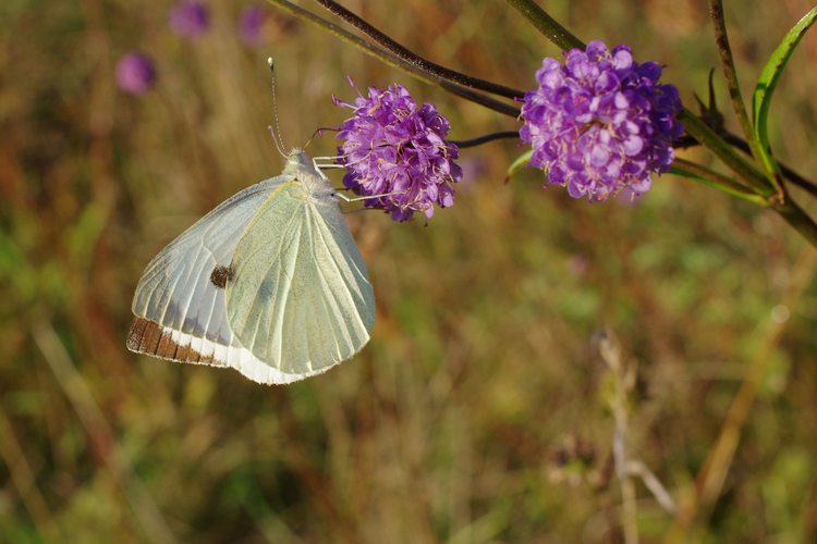 Pieris brassicae.