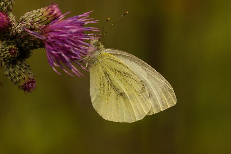 Pieris napi.