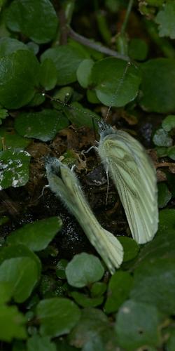 Pieris napi.