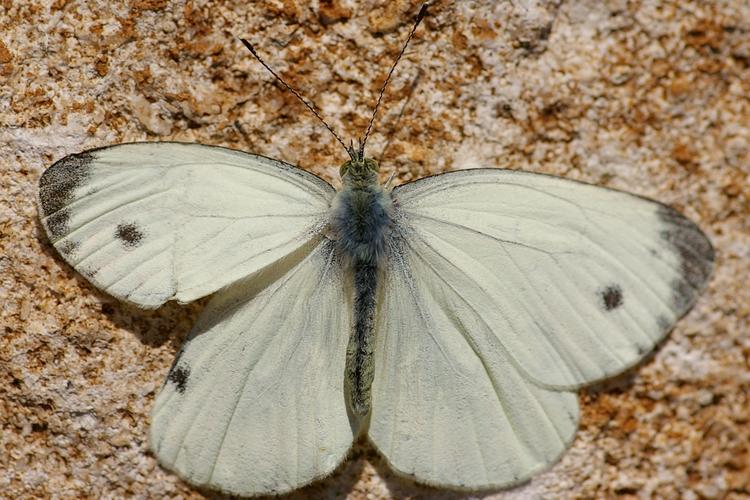 Pieris napi.