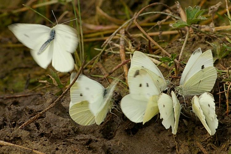 Pieris rapae.