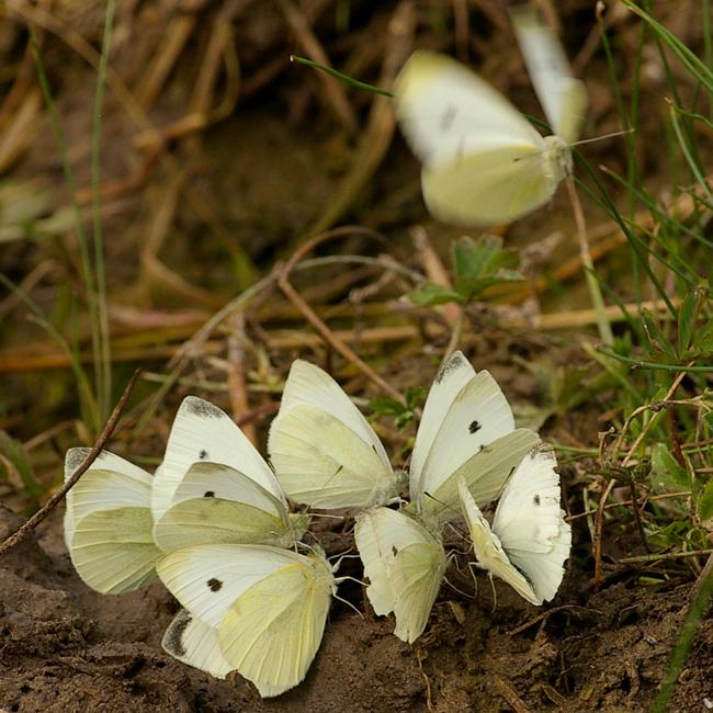 Pieris rapae.