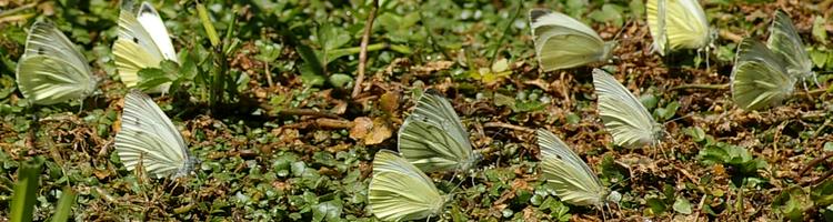 Pieris rapae.