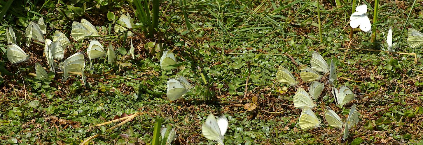 Pieris rapae.