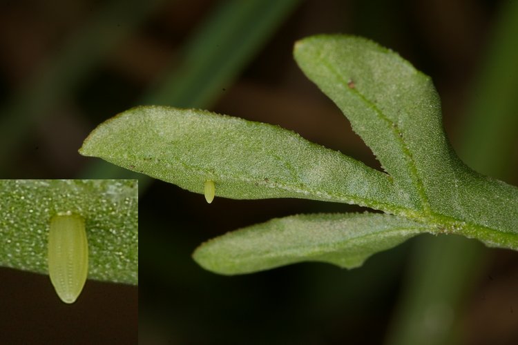 Pieris rapae.