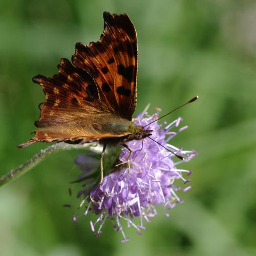 Polygonia c-album.