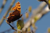 Polygonia c-album