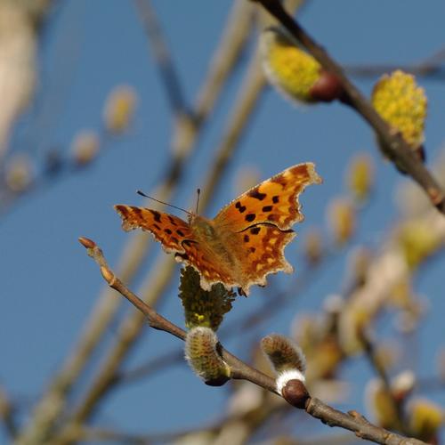 Polygonia c-album.