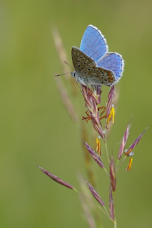 Polyommatus bellargus.