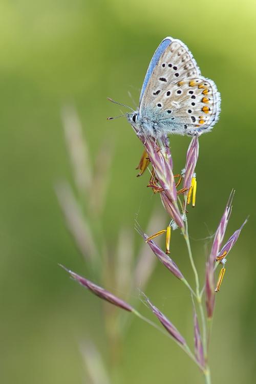 Polyommatus bellargus.