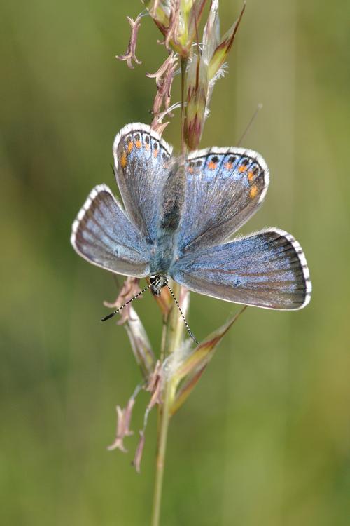 Polyommatus bellargus.