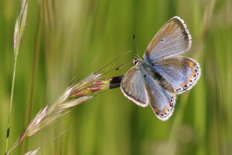 Polyommatus icarus.