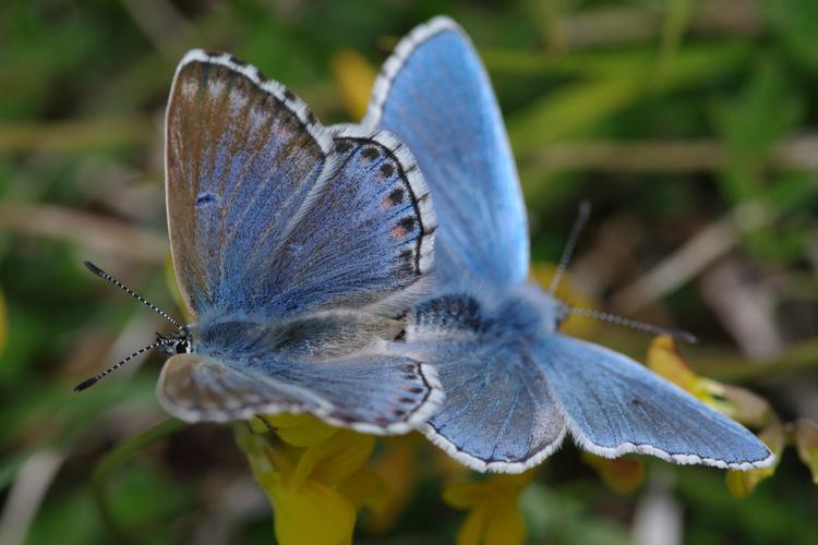 Polyommatus bellargus f. coelestis.