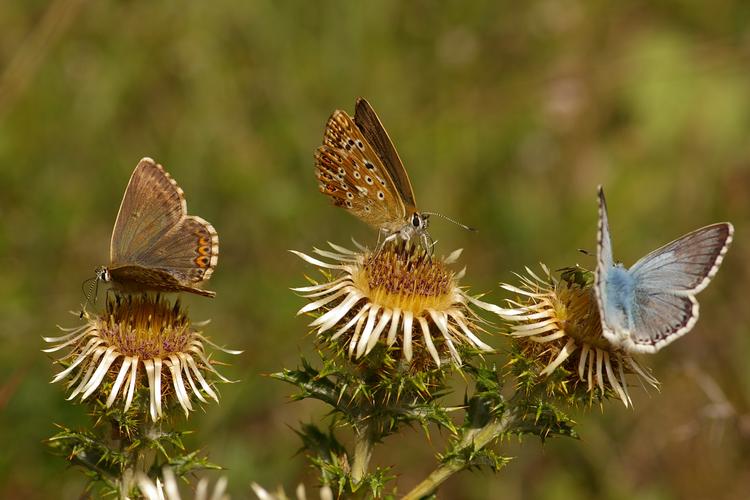 Carlina vulgaris.