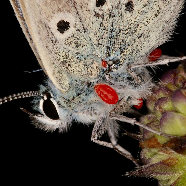 Trombidium sur Polyommatus.