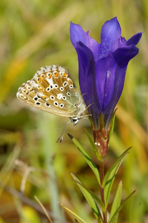 Lysandra coridon sur Gentiana pneumonanthe.