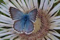 Polyommatus coridon