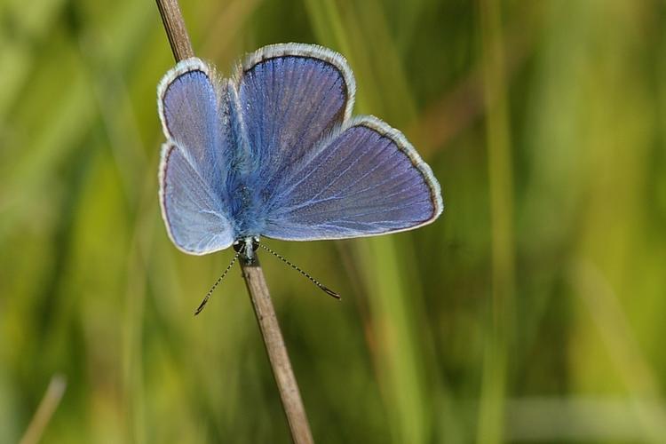 Polyommatus icarus.