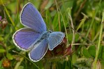 Polyommatus icarus