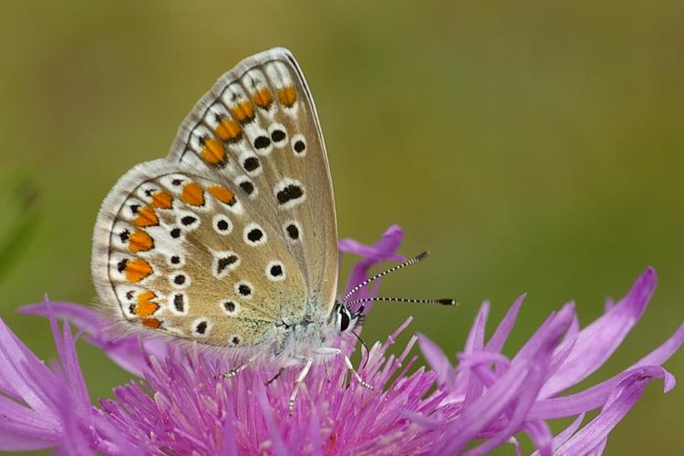 Polyommatus icarus.